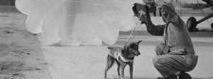 Cães paraquedistas www luchiari com br